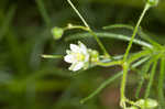 Corn spurry 